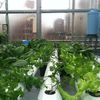 Hydroponic Rooftop Farm In Sunset Park Will Provide 5K New Yorkers Veggies